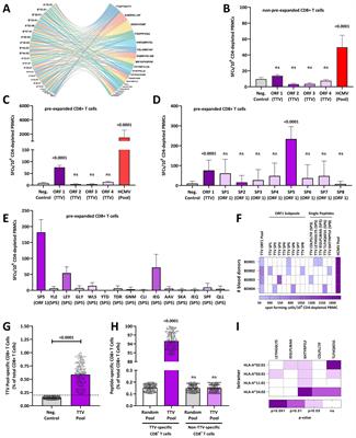 Torque teno viruses exhaust and imprint the human immune system via the HLA-E/NKG2A axis